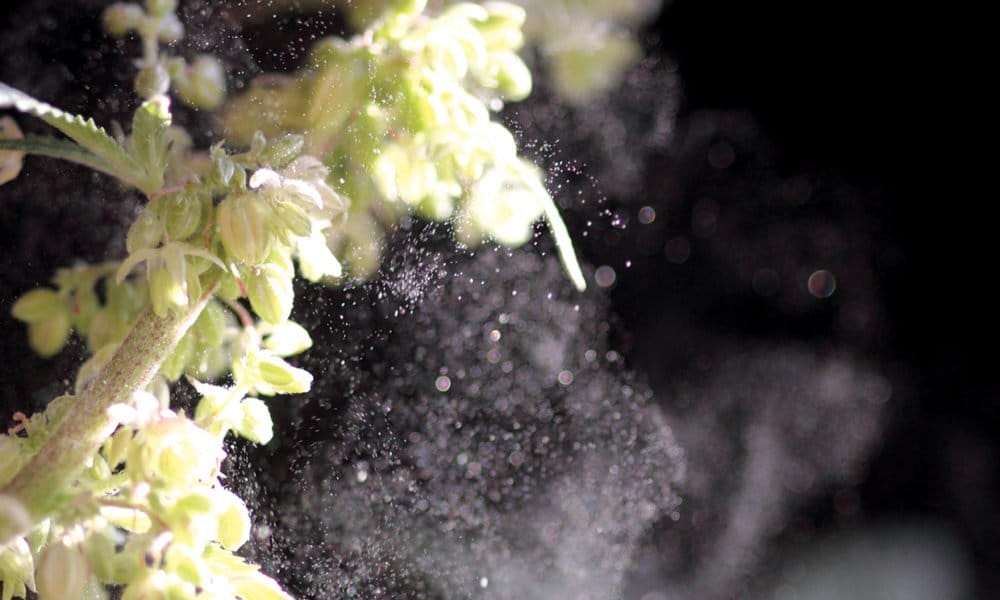 How to Tell if Your Cannabis Plant Is Male or Female - MEDCAN24