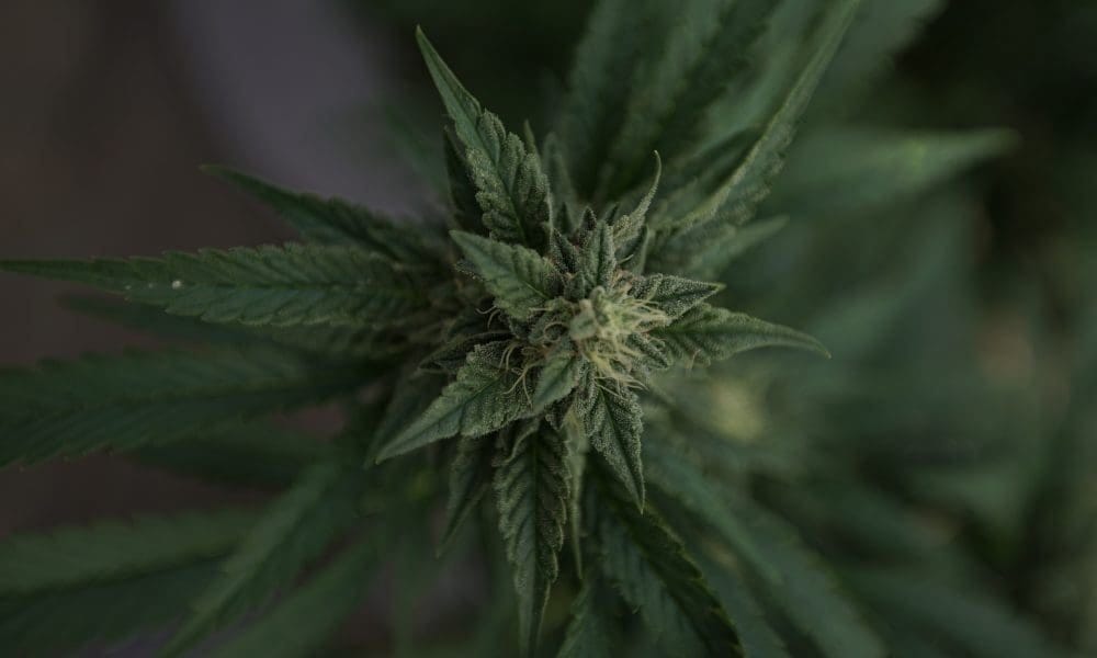 Gubernator Delaware podpisuje ustawę o marihuanie, aby rozwiązać spór z FBI, który groził opóźnieniem wprowadzenia rynku rekreacyjnego - MEDCAN24