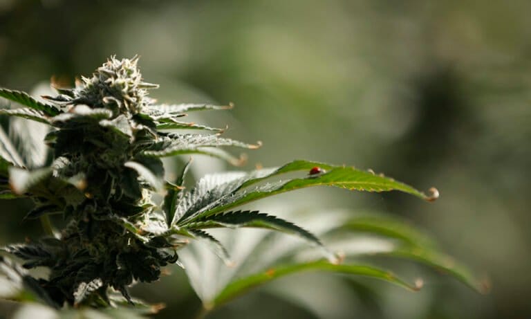 How Autumn Brands Is Redefining Premium Cannabis - MEDCAN24