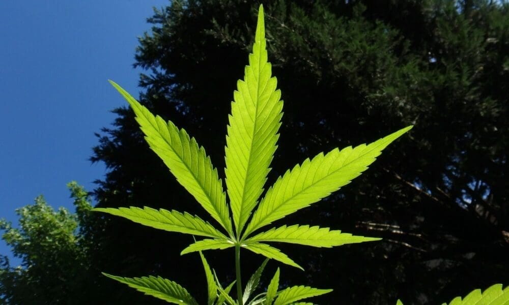 As International Drug Laws Change, CDC Warns Travelers To Check Legal Status Of Marijuana, CBD And Other Substances - MEDCAN24