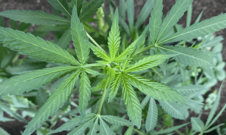 Ustawodawca z Luizjany proponuje pilotażowy program legalizacji marihuany jako "źródło dochodów" dla stanu - MEDCAN24