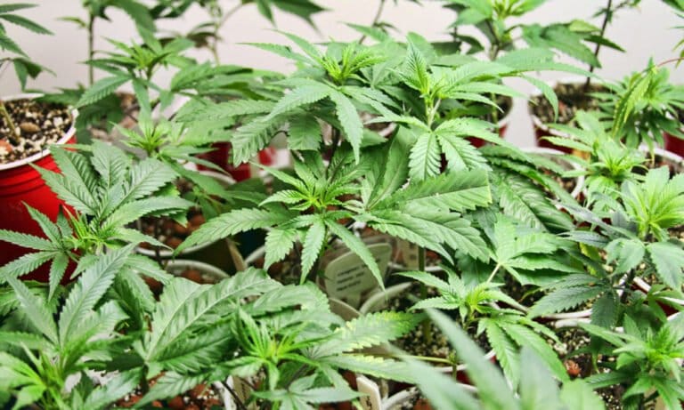 Spring Planting Preparation - MEDCAN24