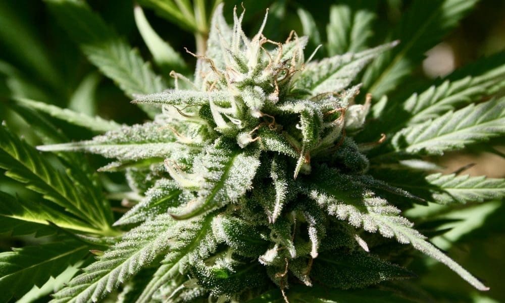 Delaware Senators Approve House-Passed Marijuana Bill To Address FBI Dispute That Threatens To Delay Recreational Market Launch - MEDCAN24