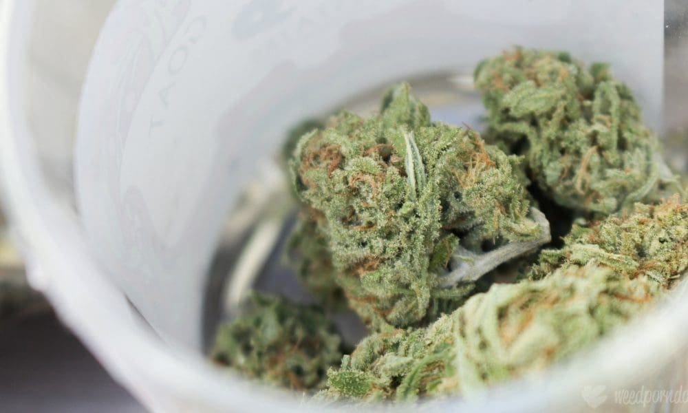 Medicare And Medicaid Officials Finalize Rule To Clarify That Medical Marijuana Isn’t Covered By Federal Health Programs - MEDCAN24