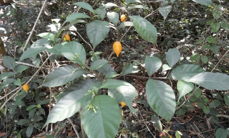 Former Texas Governor And U.S. Senator Meet With State Lawmakers To Form National Ibogaine Access Plan - MEDCAN24