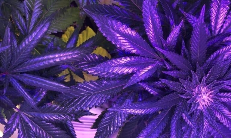 Texas Lawmakers Take Up Another Bill To Block Voters From Locally Decriminalizing Marijuana - MEDCAN24
