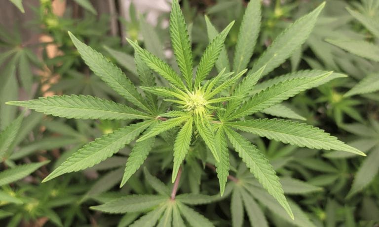 Pennsylvania Voters Prefer Legalizing Marijuana Through Private Stores Instead Of State-Run Model, Poll Finds - MEDCAN24