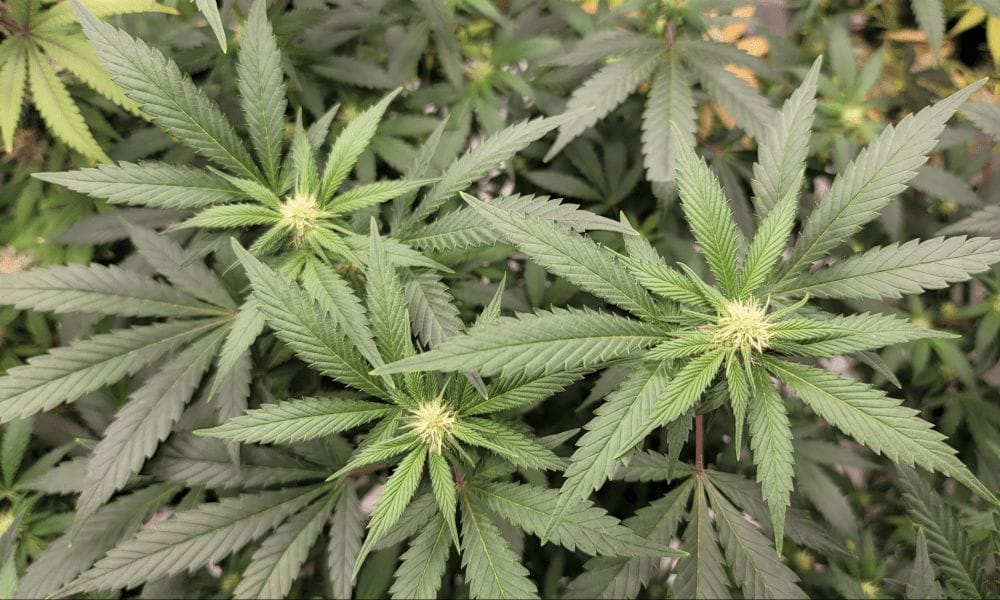 Two More Hawaii Senate Committees Vote To Allow Medical Marijuana For Any Condition That Doctors Say Is ‘Appropriate’ - MEDCAN24