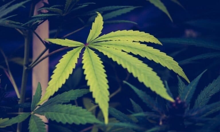 Three In Four Marijuana Consumers Say They Appreciate 4/20 Promotions From Non-Cannabis Brands That Show Industry Is ‘Mainstream’ - MEDCAN24
