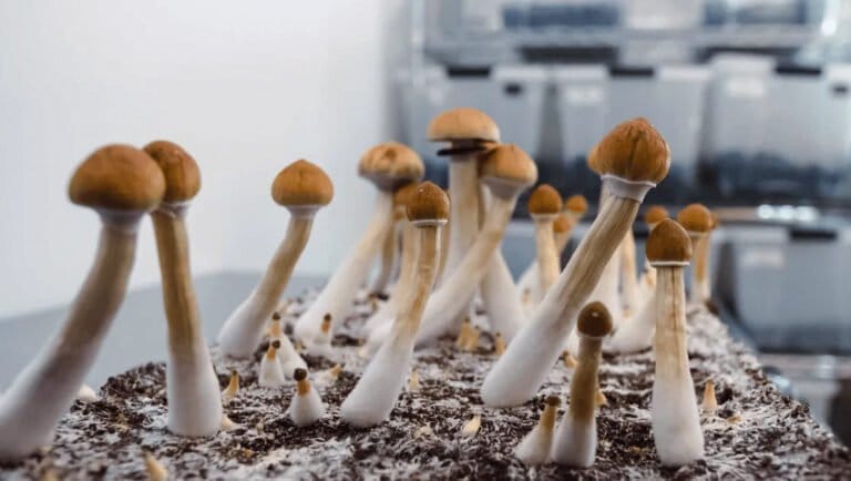 Filament Health pozyska prawie 1 mln USD, planuje wycofanie z giełdy Cboe Canada - MEDCAN24