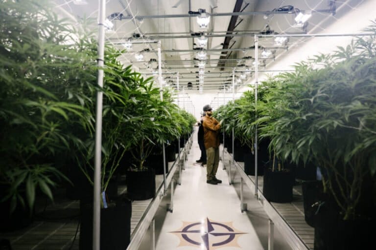 Grown Rogue odnotowuje dobre wczesne wyniki z ABCO Garden State - MEDCAN24