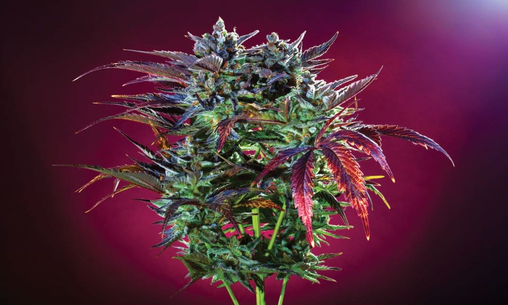 Click Bait: Compelling Cannabis Photography - MEDCAN24
