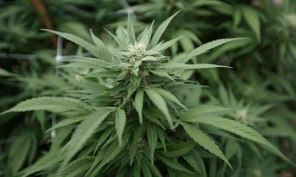 Lawmakers In Slovenia Unveil Proposal To Legalize Marijuana For Medical And Scientific Use - MEDCAN24