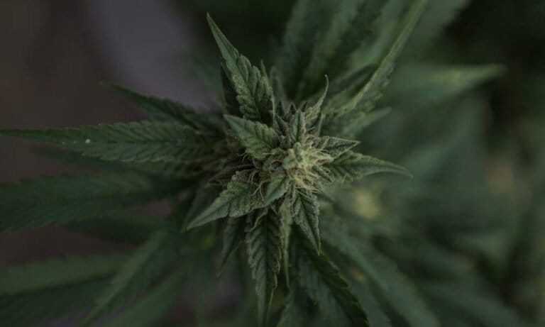 Delaware Governor Signs Marijuana Bill To Address FBI Dispute That Threatened To Delay Recreational Market Launch - MEDCAN24