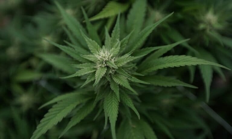 Indiana Lawmakers Weigh Widespread Ban On All Marijuana Advertising, Not Just On Billboards - MEDCAN24