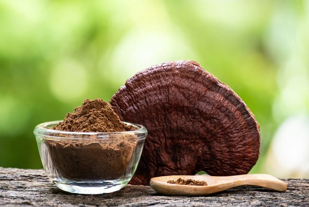 Wzrost popularności Reishi w Irlandii: Naturalny trend zdrowotny, z którego korzystają kobiety - MEDCAN24