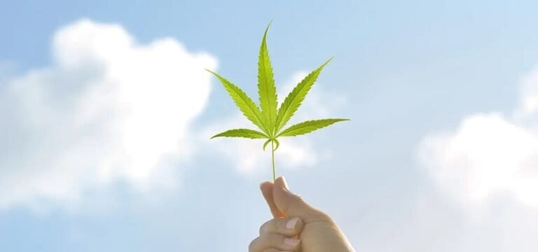 Badanie wykazało, że większość Kanadyjczyków postrzega konopie indyjskie jako ważne dla gospodarki kraju - MEDCAN24