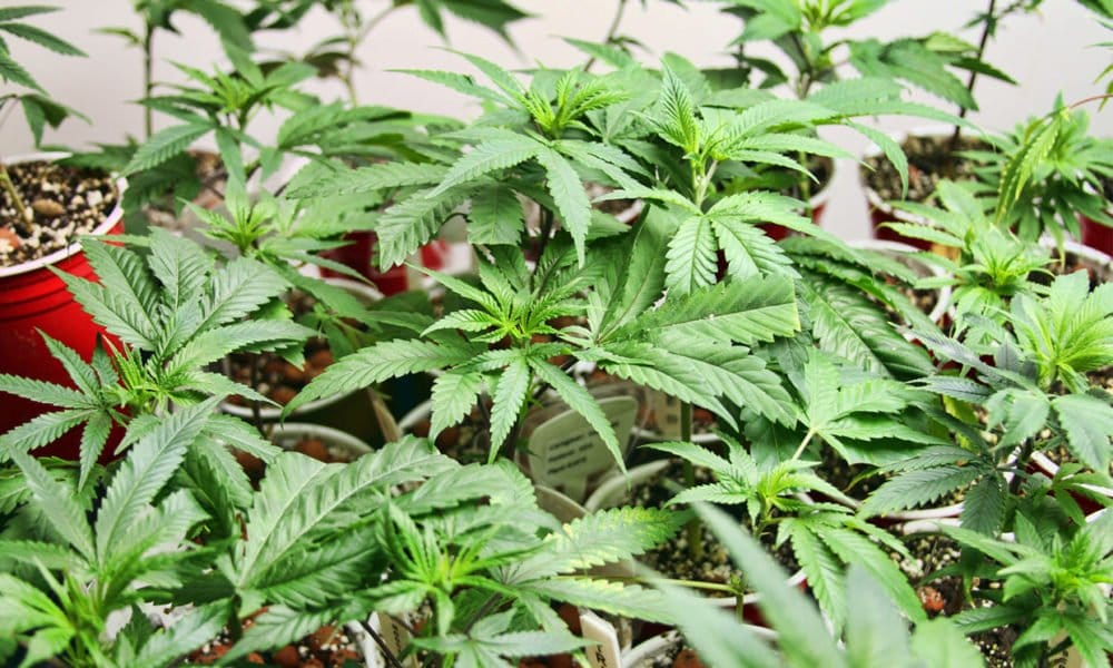 Przygotowanie do sadzenia wiosną - MEDCAN24