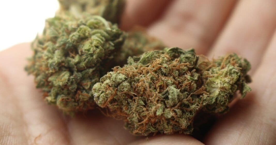 Ustawodawcy z Tennessee zamykają lukę THCA w konopiach
