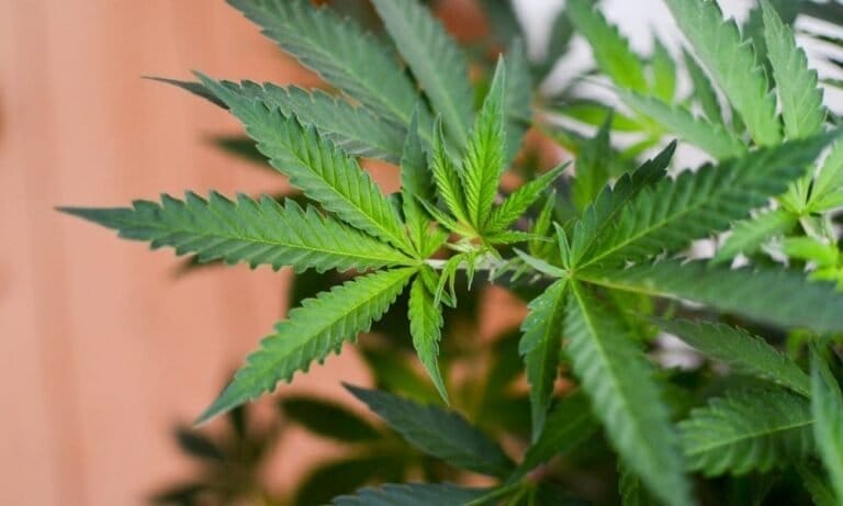 Nebraska Families Who Stand To Benefit From Medical Marijuana Tell Lawmakers To Implement The Will Of The Voters