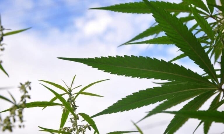 Urzędnicy z Pensylwanii badają firmy zajmujące się marihuaną w całych Stanach Zjednoczonych, ponieważ prawodawcy rozważają wprowadzenie legalizacji w tej sesji