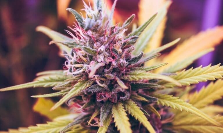 Plemię Indian Mississippi planuje przesłuchania przed głosowaniem w sprawie legalizacji marihuany na swoim terytorium w przyszłym miesiącu