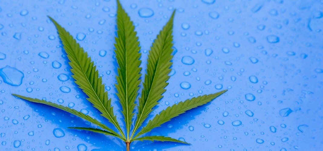 Projekt ustawy o legalizacji marihuany dla dorosłych złożony w Pensylwanii