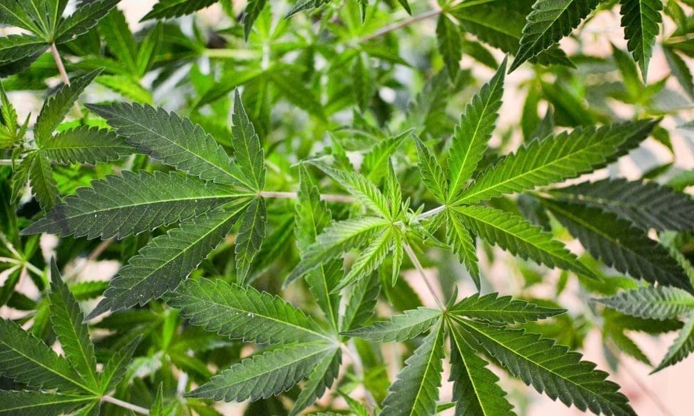 Pennsylvania House zatwierdza ustawę o legalizacji sprzedaży marihuany w sklepach państwowych