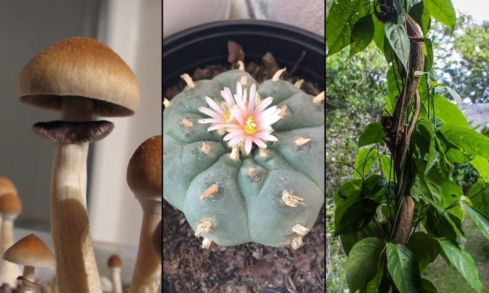 Texas House Approves Bill To Study Psychedelic-Assisted Therapy And Make Recommendations For Legal Access