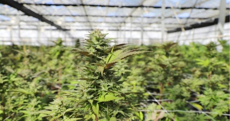 Australian Cannabis Cultivator Guild Launches