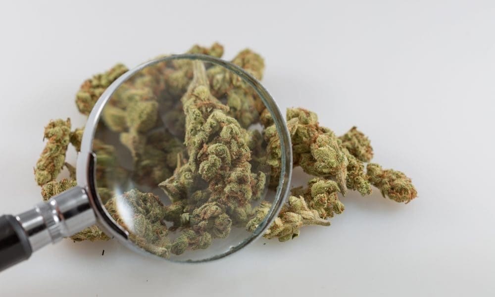 Is Marijuana’s ‘Entourage Effect’ A Real Thing Or Is It Just Marketing Hype? - MEDCAN24