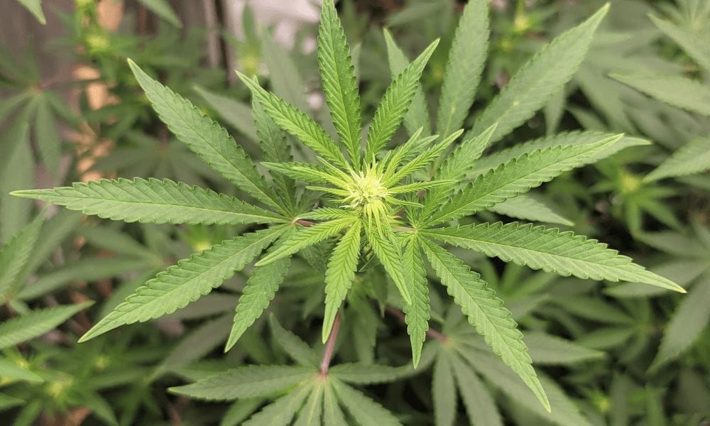 Illinois Marijuana Social Equity Business Owners Press Lawmakers For More Aid And Less Regulation