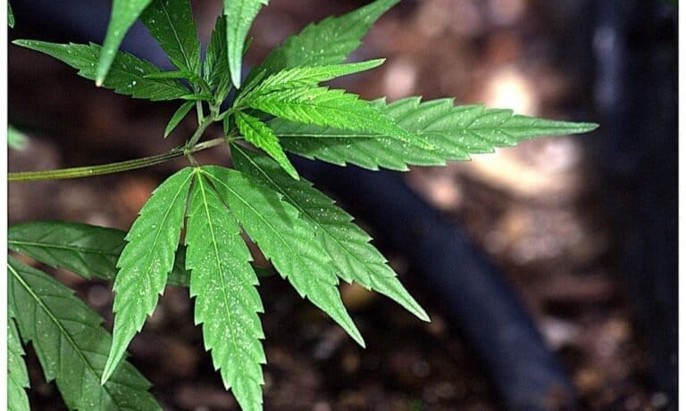 Massachusetts Marijuana Regulators At Odds With State Lawmakers Over Agency Funding Request