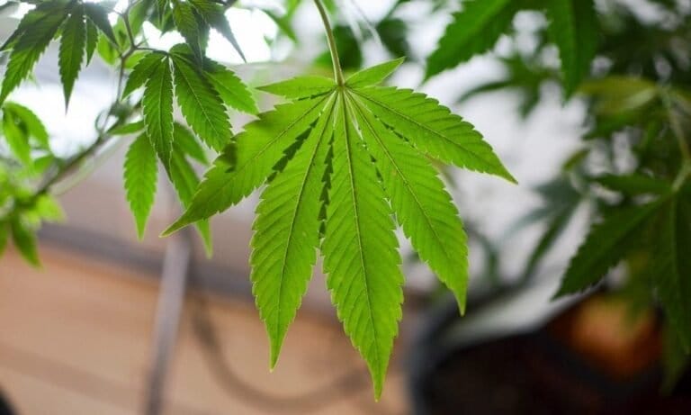 Pennsylvania Senate Committee Rejects Marijuana Legalization Bill That Was Approved By House