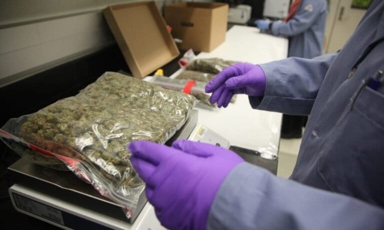 Director Of DOGE-Canceled Program To Monitor Marijuana Potency Hopes His Work Can Continue