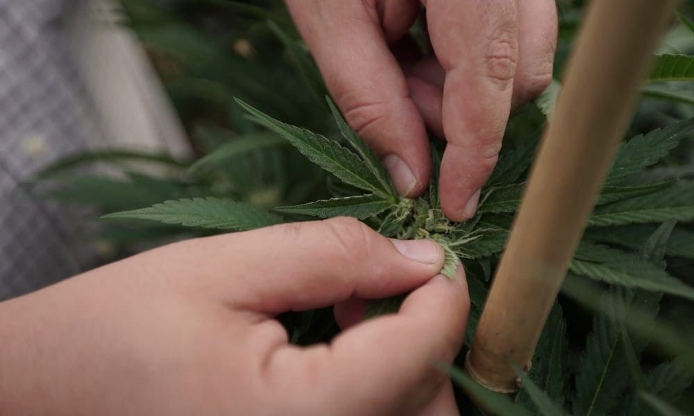 The US Marijuana Industry Lost Jobs Last Year Even As Sales Grew To A New Record High, Industry Analysis Shows