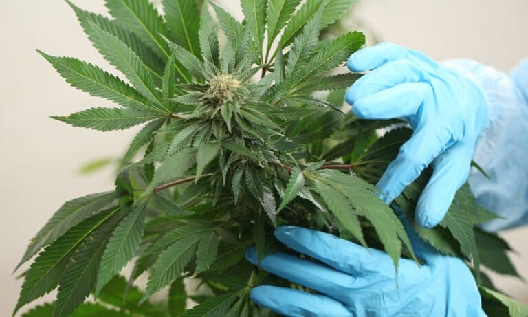 Study Finds Inhaled Cannabis an Effective Treatment for Neuropathic Pain - MEDCAN24
