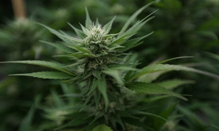 Why Do Nebraska Lawmakers Want To Change The State’s Voter-Approved Marijuana Law?