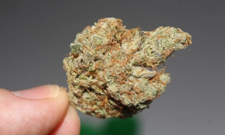 New York Officials Take Steps To Expand Marijuana Farmers Market Program