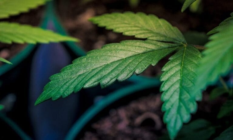 Medical Marijuana Could Increase Efficacy Of Chemotherapy To Fight Cancer While Reducing Side Effects, Study Suggests - MEDCAN24