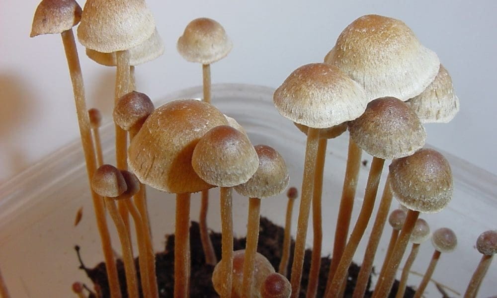 Nevada Assembly Passes Resolution Urging Congress To Reschedule Psychedelics And Protect ‘Supervised Adult Use’ Of The Substances