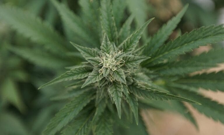 Oklahoma Marijuana Activists Say New Ballot Restrictions Signed By Governor Won’t Stop Their Legalization Push