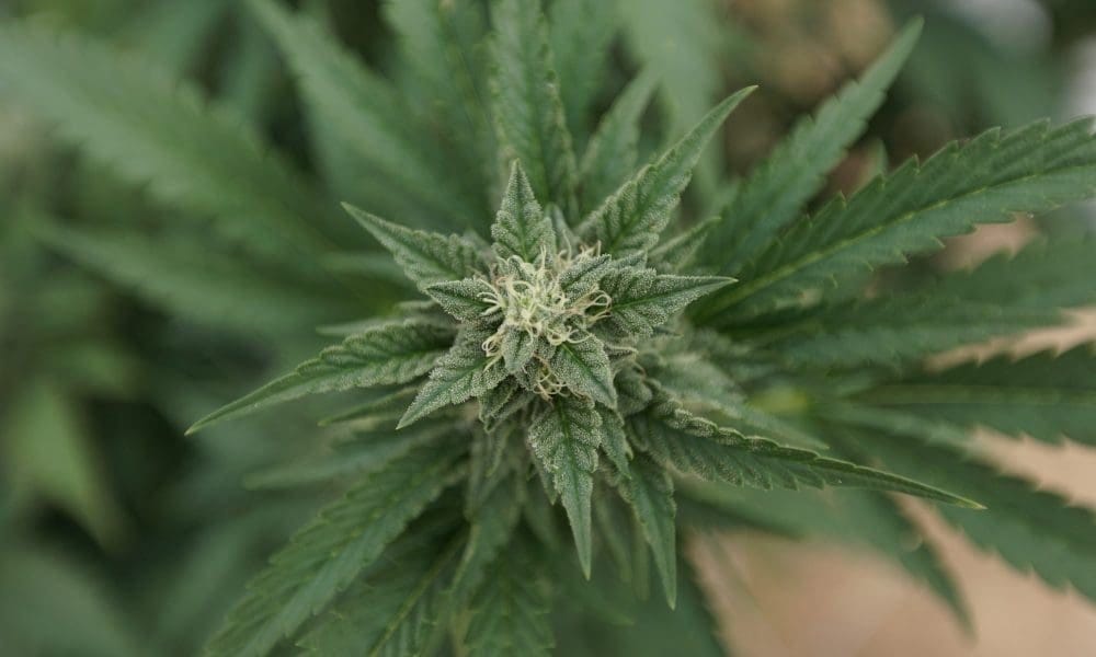 Oklahoma Marijuana Activists Say New Ballot Restrictions Signed By Governor Won’t Stop Their Legalization Push