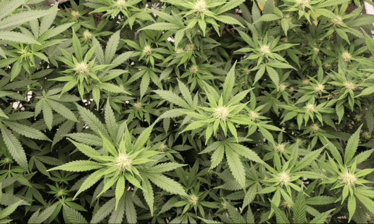 Ohio House Committee Scales Back Changes To Voter-Approved Marijuana Law In Senate-Passed Bill