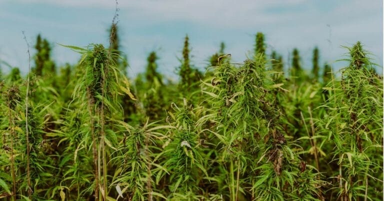 Ukraine’s Industrial Hemp Sector Gaining Steam