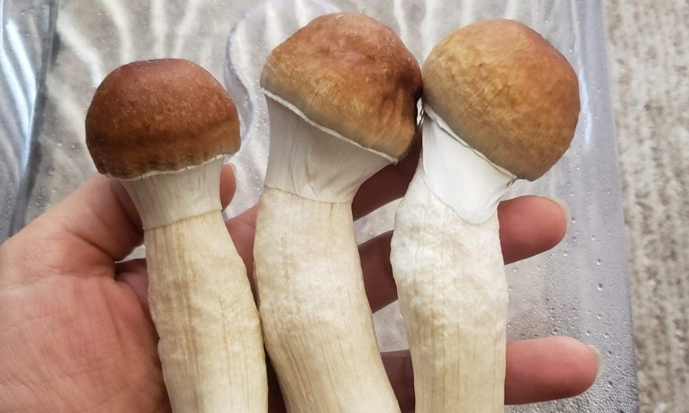 Colorado Governor Announces State’s Psychedelics Program Is ‘Fully Launched’