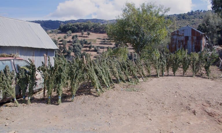 Morocco: The World’s Largest Hash Exporter - MEDCAN24