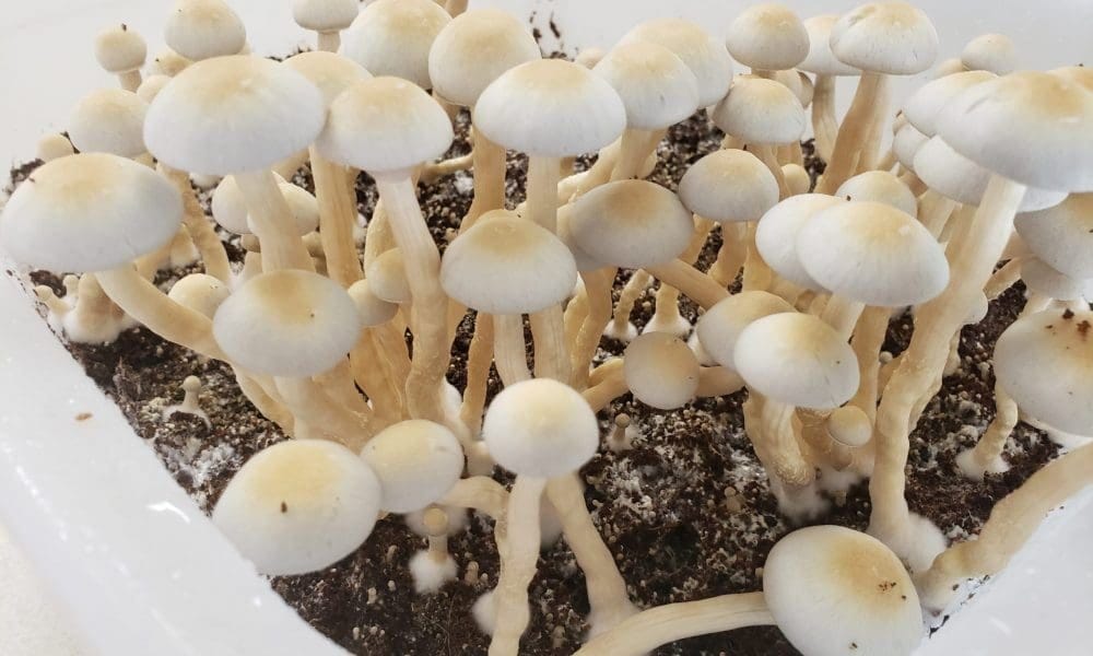 Trump’s VA Secretary Tells Senators That Psychedelics Have Potential To Mitigate The Veteran Suicide Crisis