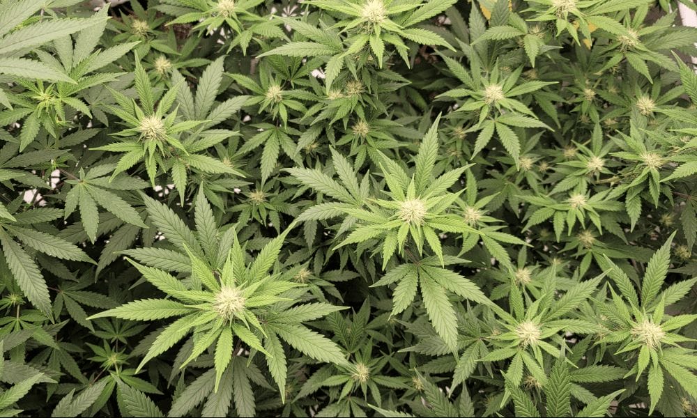 DEA Blames Legal Marijuana States For Inadvertently Aiding Cartels While Also Admitting That Prohibition States Create Illegal Market Opportunities