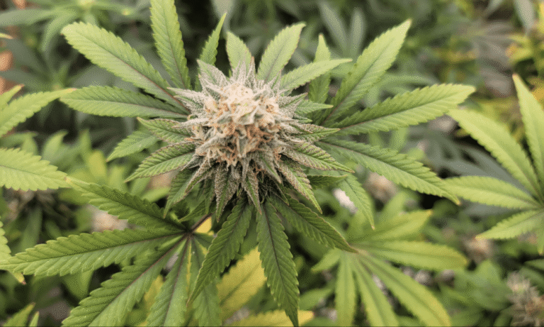 Researchers Announce They’ve Discovered A New Cannabinoid In Marijuana - MEDCAN24